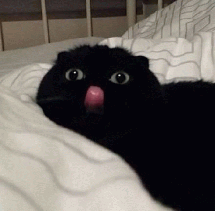 黑色猫咪略略略小舌头