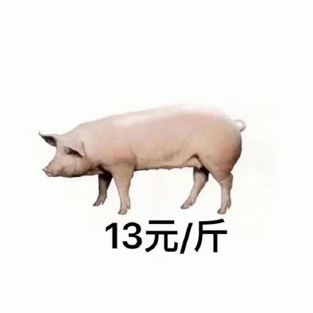 猪肉13元一斤