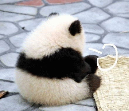 大熊猫叹气