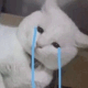 白猫流泪