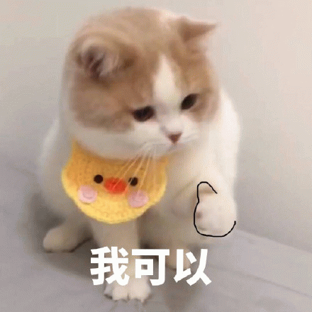 我可以（猫咪动图表情包）