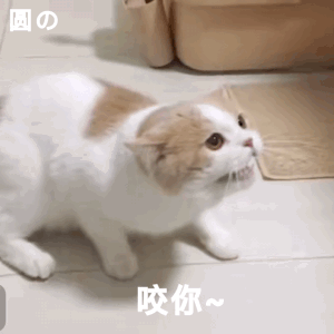 咬你(猫咪动图表情包) 可爱猫咪张牙舞爪,配文“咬你~”,萌态尽显表情包图片gif动图 - 求表情网,斗图从此不求人!