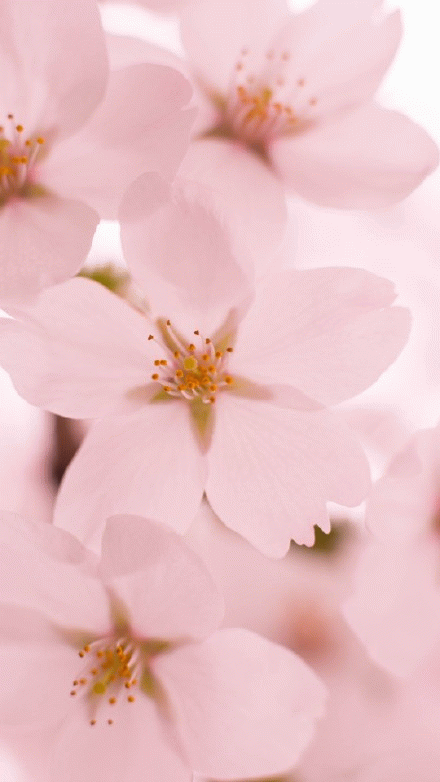 粉色樱花壁纸