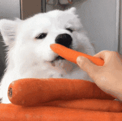 萨摩吃胡萝卜