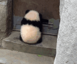 大熊猫搞笑 GIF