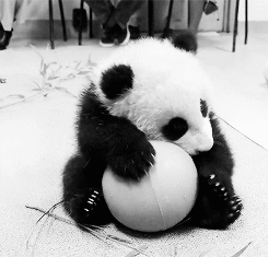 熊猫抱球