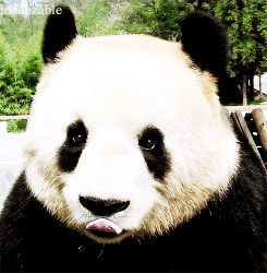 熊猫吐舌头