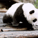 熊猫下楼梯动图