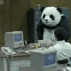 大熊猫摔电脑 GIF