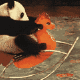 大熊猫坐摇摇椅 GIF