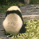 大熊猫捶地 GIF