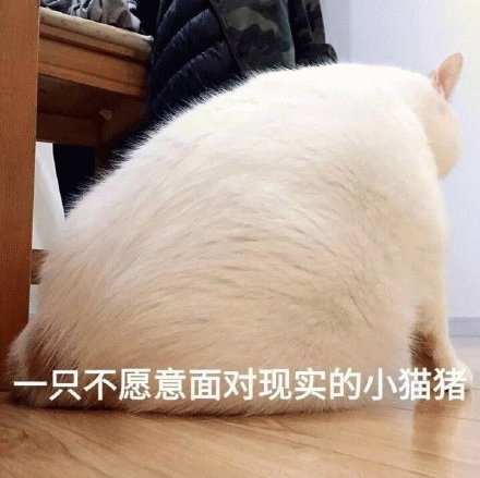 一只不愿意面对现实的小猫猪