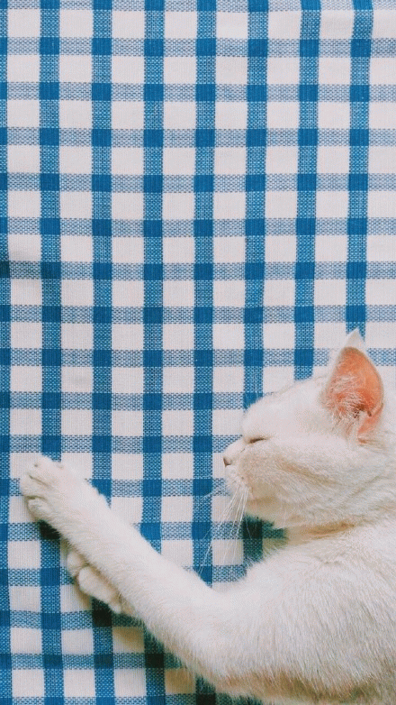 猫咪蓝色壁纸