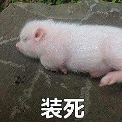 装死 一只粉白小猪躺在石头上,下方配文“装死”超可爱表情包图片gif动图 - 求表情网,斗图从此不求人!