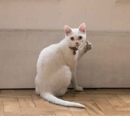 猫咪竖起大拇指