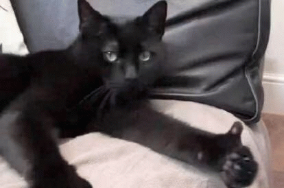黑色猫咪竖起大拇指