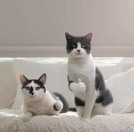 两只猫咪竖起大拇指