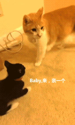 baby 来 亲一个！滚开 烦死了表情包图片gif动图 - 求表情网,斗图从此不求人!