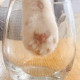 猫爪+玻璃杯=星巴克网红猫爪杯