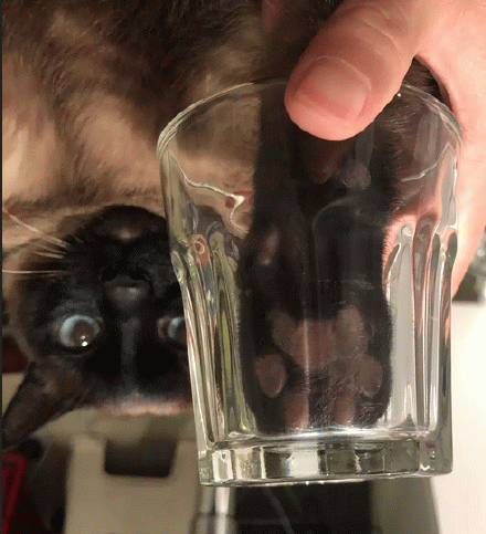 黑猫爪+玻璃杯=星巴克网红猫爪杯