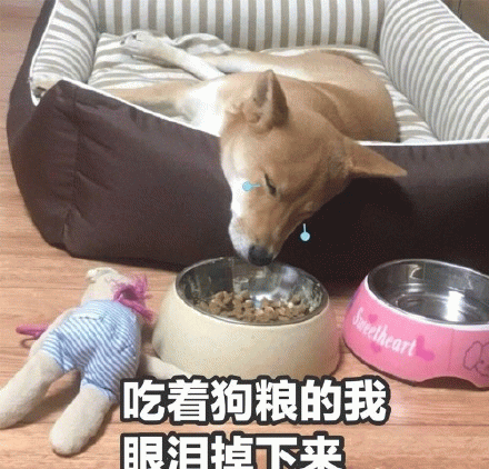 吃着狗粮的我眼泪掉下来