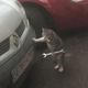 猫咪拿扳手修理车