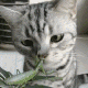 猫咪打螳螂 GIF