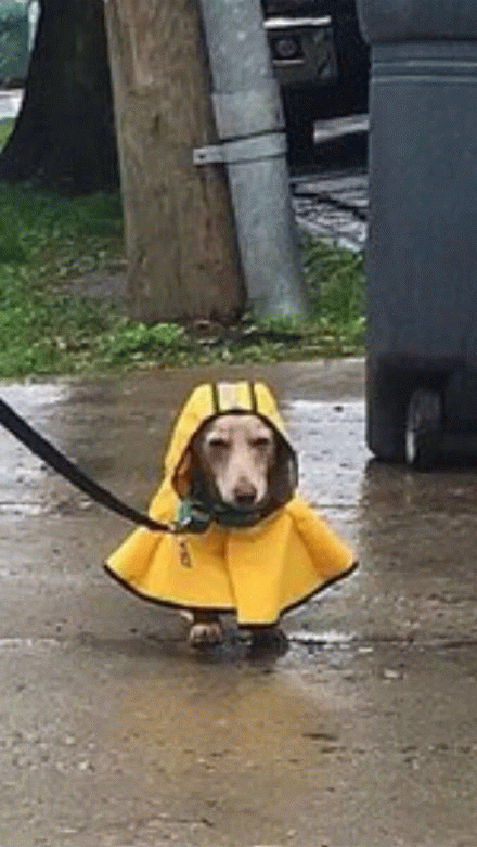 狗子穿雨衣