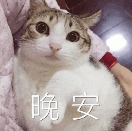 晚安 可爱猫咪睁大眼睛超萌道晚安的温馨表情包表情包图片gif动图 - 求表情网,斗图从此不求人!
