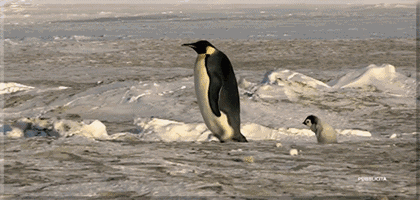 企鹅滑倒