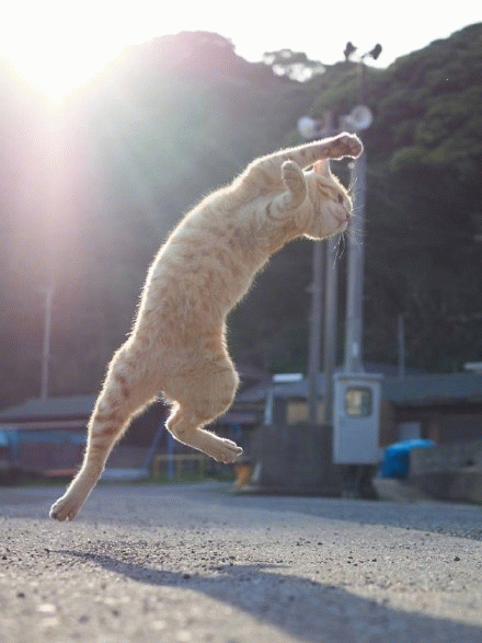 橘猫飞身一跃