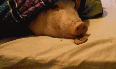 猪猪吃饼干