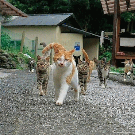 一群社会猫