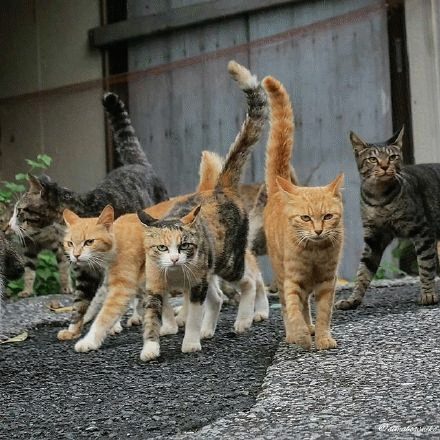 社会猫凝视