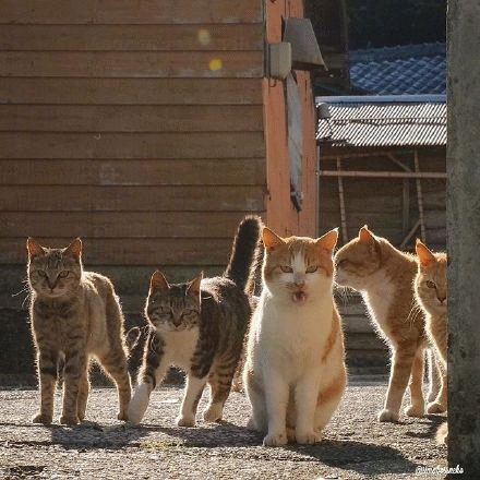 社会猫家族