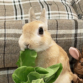 小兔子吃青菜