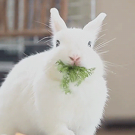 兔子吃东西 GIF 动图