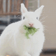 兔子吃东西 GIF 动图