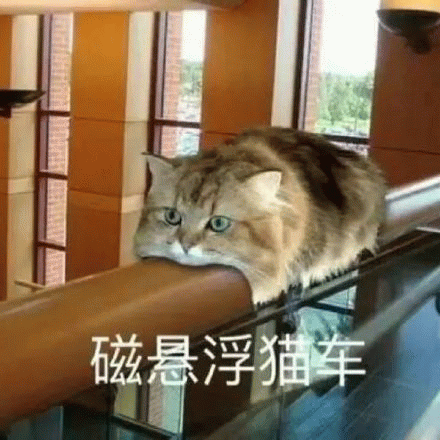 磁悬浮猜猫车 《磁悬浮猫车》猫咪慵懒趴栏杆，可爱模样萌化人心