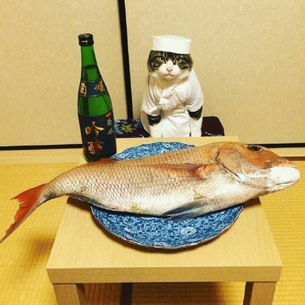 猫咪等着吃鱼