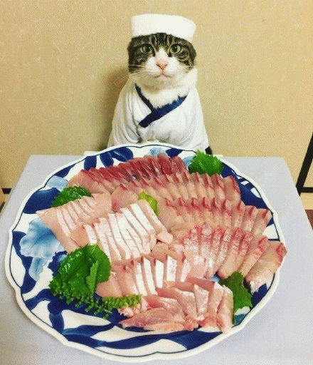 猫咪等着吃生鱼片