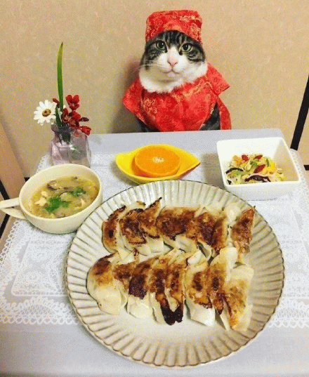 猫咪等着吃饭