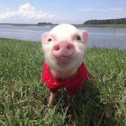 猪猪情头