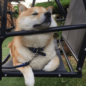 柴犬在摇椅上的悠闲狗生动图