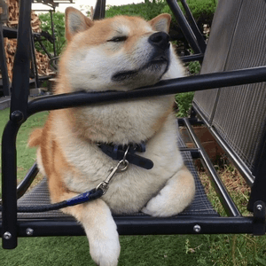柴犬在摇椅上的悠闲狗生动图