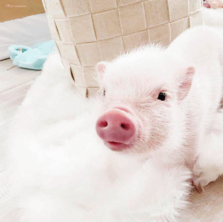 粉红小猪猪