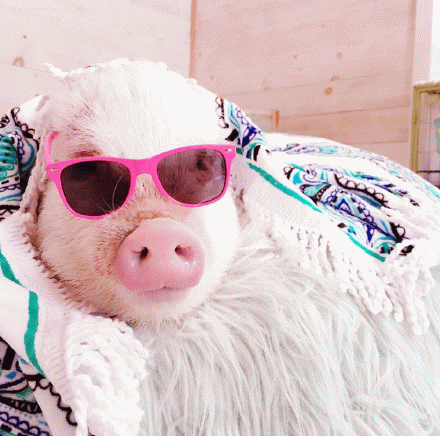粉红小猪猪带太阳镜