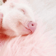 粉红小猪猪睡觉