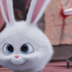 小白兔子动图