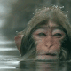 猴子用手撩头发